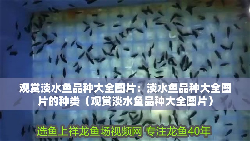 觀賞淡水魚品種大全圖片：淡水魚品種大全圖片的種類（觀賞淡水魚品種大全圖片）