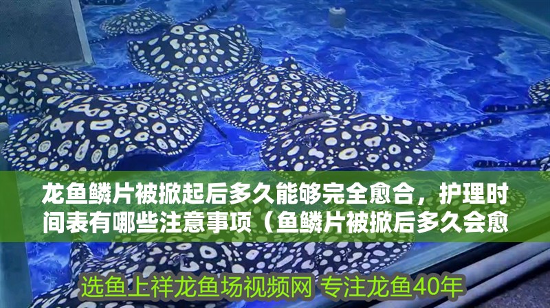 龍魚鱗片被掀起后多久能夠完全愈合，護理時間表有哪些注意事項（魚鱗片被掀后多久會愈合？） 龍魚鱗片被掀起后多久能夠完全愈合，護理時間表有哪些注意事項（魚鱗片被掀后多久會愈合？） 龍魚百科