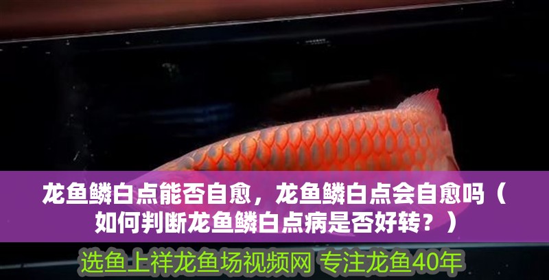 龍魚鱗白點能否自愈，龍魚鱗白點會自愈嗎（如何判斷龍魚鱗白點病是否好轉？）