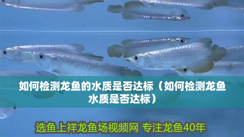 如何檢測龍魚的水質(zhì)是否達(dá)標(biāo)（如何檢測龍魚水質(zhì)是否達(dá)標(biāo)）