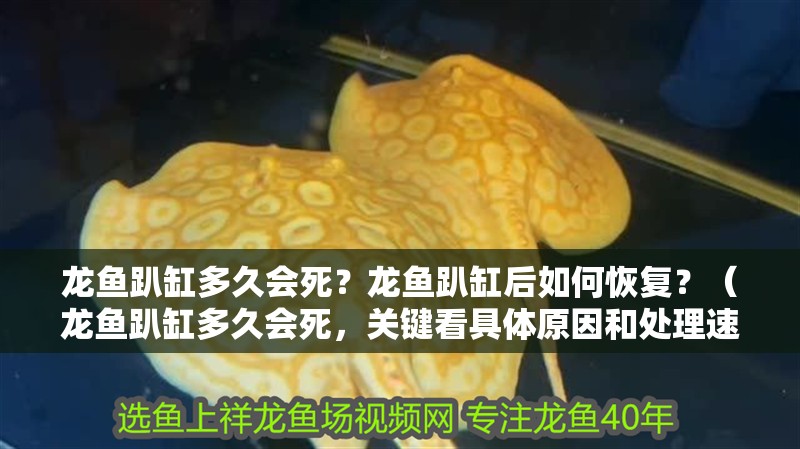 龍魚趴缸多久會(huì)死？龍魚趴缸后如何恢復(fù)？（龍魚趴缸多久會(huì)死，關(guān)鍵看具體原因和處理速度）