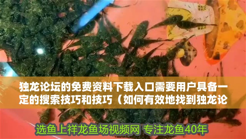 獨龍論壇的免費資料下載入口需要用戶具備一定的搜索技巧和技巧（如何有效地找到獨龍論壇的免費資料下載入口？）