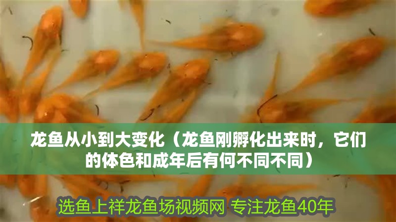 龍魚從小到大變化（龍魚剛孵化出來時，它們的體色和成年后有何不同不同）