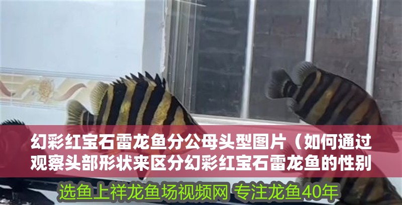 幻彩紅寶石雷龍魚分公母頭型圖片（如何通過觀察頭部形狀來區分幻彩紅寶石雷龍魚的性別？）