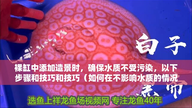 裸缸中添加造景時(shí)，確保水質(zhì)不受污染，以下步驟和技巧和技巧（如何在不影響水質(zhì)的情況下進(jìn)行裸缸造景）