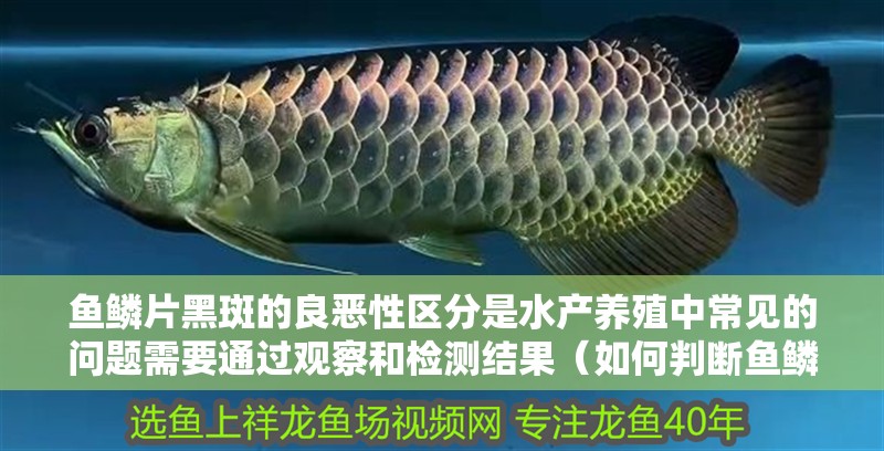 魚鱗片黑斑的良惡性區分是水產養殖中常見的問題需要通過觀察和檢測結果（如何判斷魚鱗片黑斑是否為惡性？）