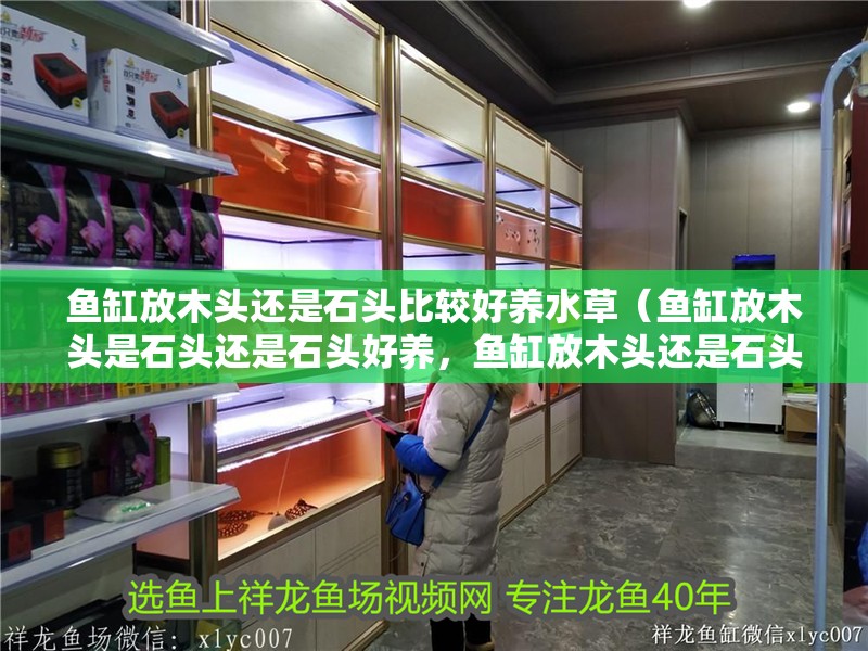 魚缸放木頭還是石頭比較好養水草（魚缸放木頭是石頭還是石頭好養，魚缸放木頭還是石頭好）