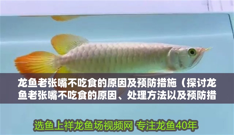 龍魚老張嘴不吃食的原因及預防措施（探討龍魚老張嘴不吃食的原因、處理方法以及預防措施）