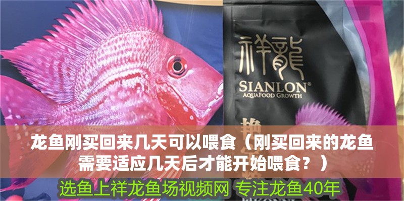 龍魚剛買回來幾天可以喂食（剛買回來的龍魚需要適應幾天后才能開始喂食？）