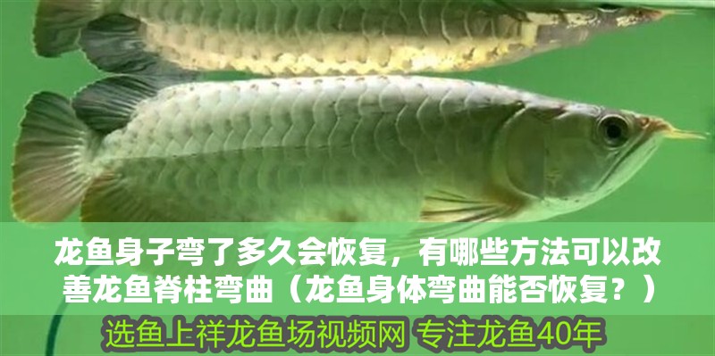 龍魚身子彎了多久會恢復，有哪些方法可以改善龍魚脊柱彎曲（龍魚身體彎曲能否恢復？）