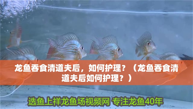 龍魚吞食清道夫后，如何護理？（龍魚吞食清道夫后如何護理？）