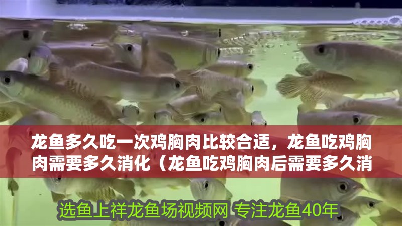 龍魚多久吃一次雞胸肉比較合適，龍魚吃雞胸肉需要多久消化（龍魚吃雞胸肉后需要多久消化？）