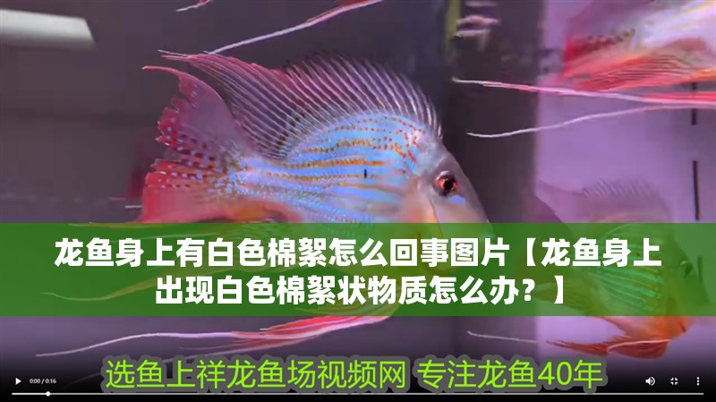 龍魚身上有白色棉絮怎么回事圖片【龍魚身上出現白色棉絮狀物質怎么辦？】