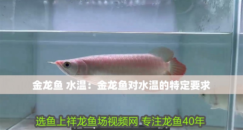 金龍魚(yú) 水溫：金龍魚(yú)對(duì)水溫的特定要求