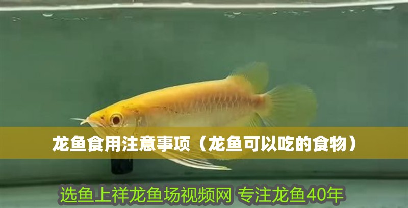 龍魚食用注意事項(xiàng)（龍魚可以吃的食物）