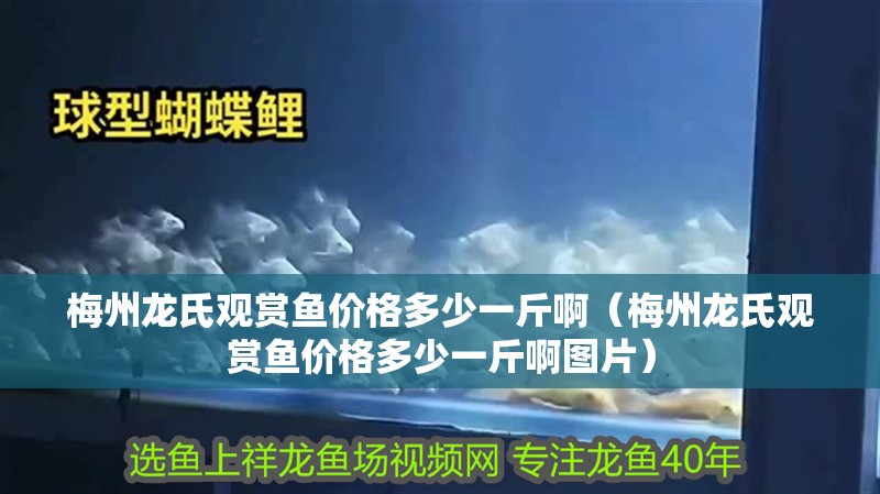梅州龍氏觀賞魚價(jià)格多少一斤啊（梅州龍氏觀賞魚價(jià)格多少一斤啊圖片）
