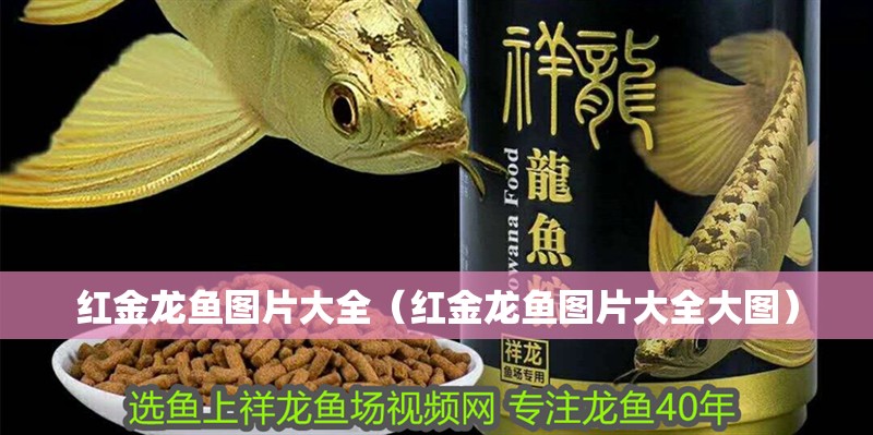 紅金龍魚圖片大全（紅金龍魚圖片大全大圖）