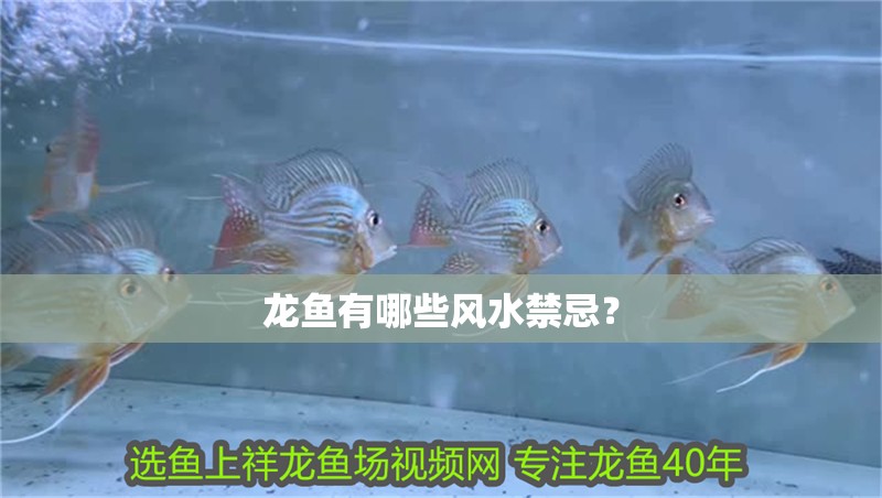 龍魚有哪些風水禁忌？