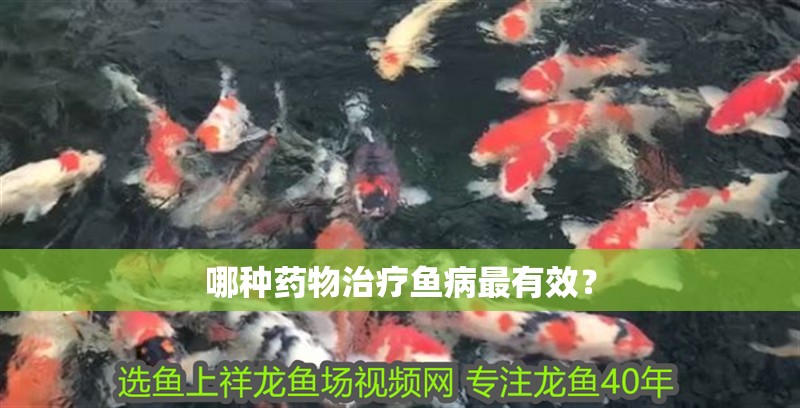 哪種藥物治療魚病最有效？