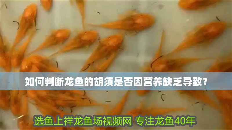 如何判斷龍魚的胡須是否因營養缺乏導致？