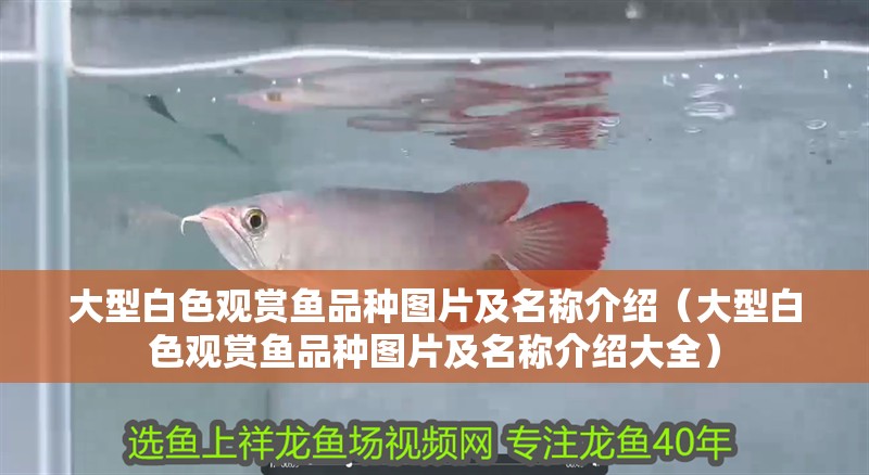 大型白色觀賞魚(yú)品種圖片及名稱介紹（大型白色觀賞魚(yú)品種圖片及名稱介紹大全）