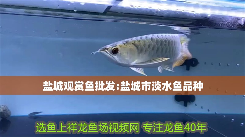 鹽城觀賞魚批發:鹽城市淡水魚品種