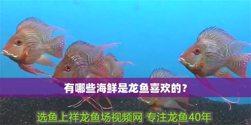 有哪些海鮮是龍魚喜歡的？