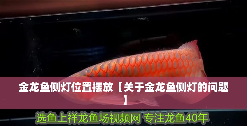 金龍魚側燈位置擺放【關于金龍魚側燈的問題】