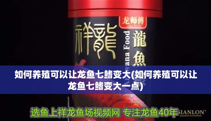 如何養(yǎng)殖可以讓龍魚七鰭變大(如何養(yǎng)殖可以讓龍魚七鰭變大一點(diǎn))