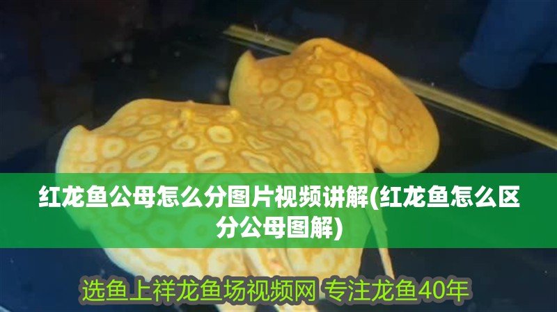 紅龍魚公母怎么分圖片視頻講解(紅龍魚怎么區分公母圖解)
