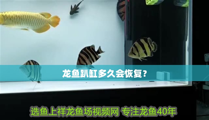 龍魚趴缸多久會恢復？