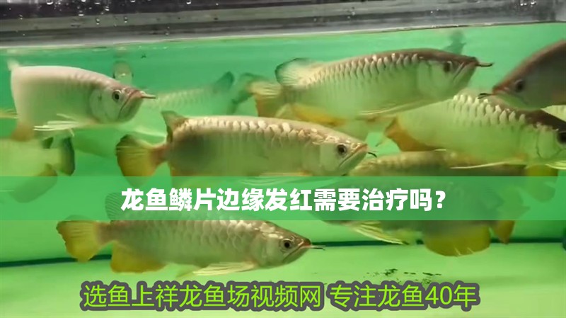 龍魚鱗片邊緣發紅需要治療嗎？