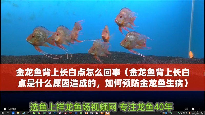 金龍魚背上長白點怎么回事（金龍魚背上長白點是什么原因造成的，如何預防金龍魚生病）