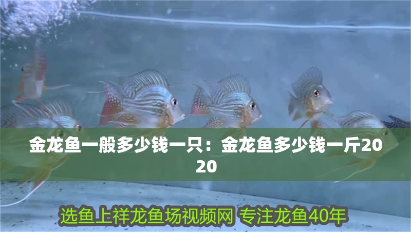 金龍魚一般多少錢一只：金龍魚多少錢一斤2020