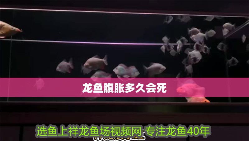 龍魚腹脹多久會死