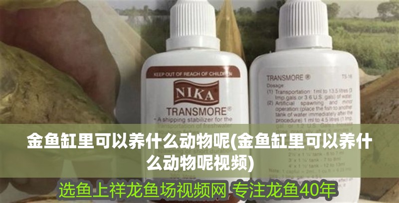 金魚缸里可以養(yǎng)什么動物呢(金魚缸里可以養(yǎng)什么動物呢視頻)