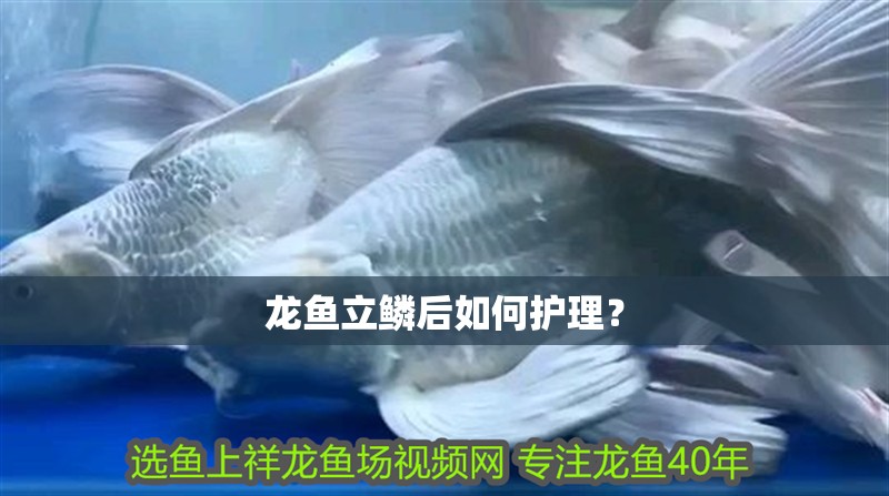 龍魚立鱗后如何護理？