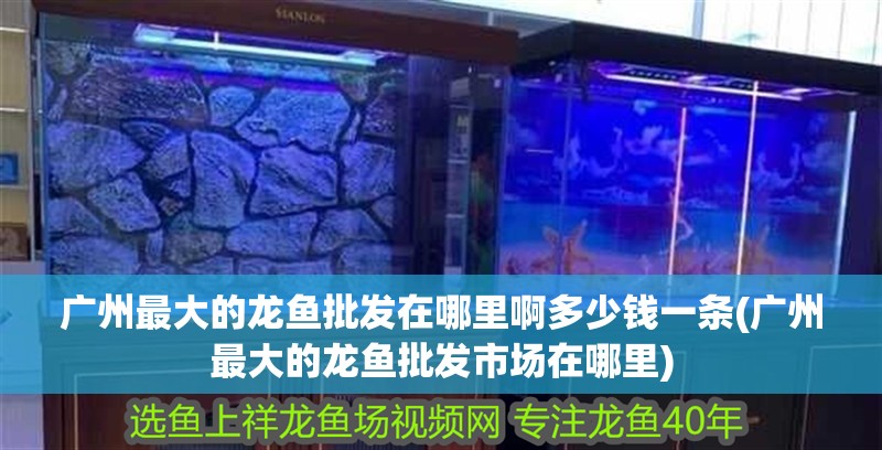 廣州最大的龍魚批發在哪里啊多少錢一條(廣州最大的龍魚批發市場在哪里)