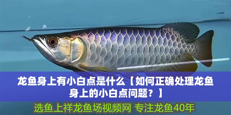 龍魚身上有小白點是什么【如何正確處理龍魚身上的小白點問題？】