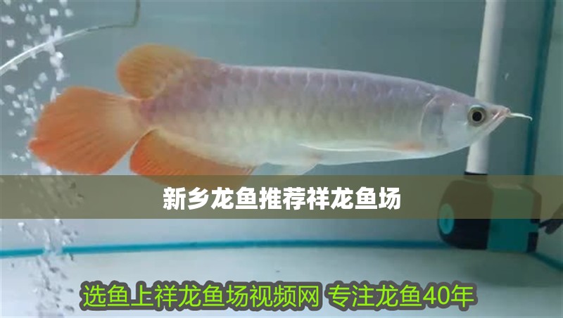 新鄉龍魚推薦祥龍魚場
