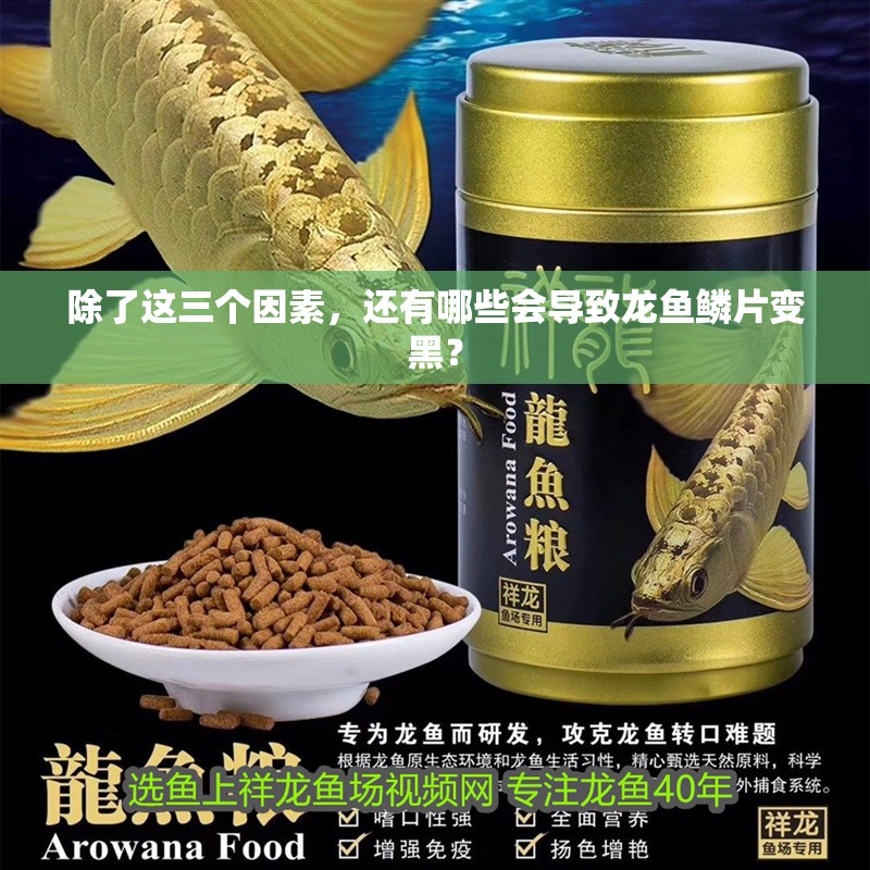 除了這三個因素，還有哪些會導致龍魚鱗片變黑？