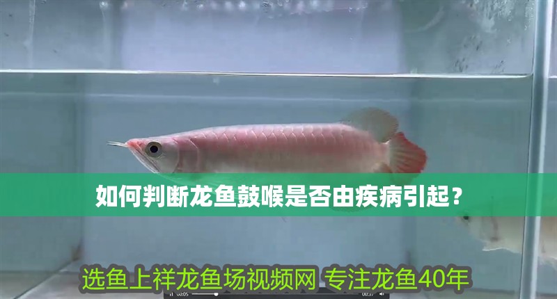 如何判斷龍魚鼓喉是否由疾病引起？