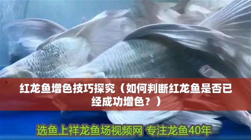 紅龍魚增色技巧探究（如何判斷紅龍魚是否已經(jīng)成功增色？）