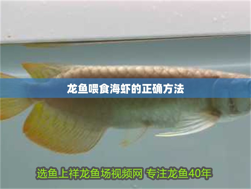 龍魚喂食海蝦的正確方法