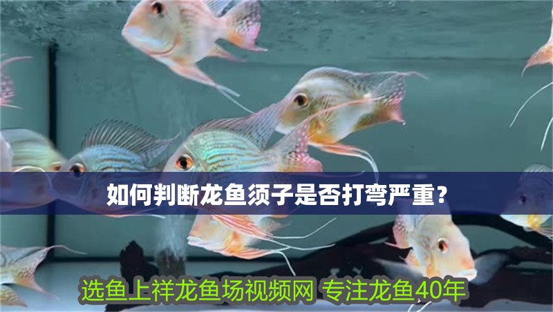 如何判斷龍魚須子是否打彎嚴重？