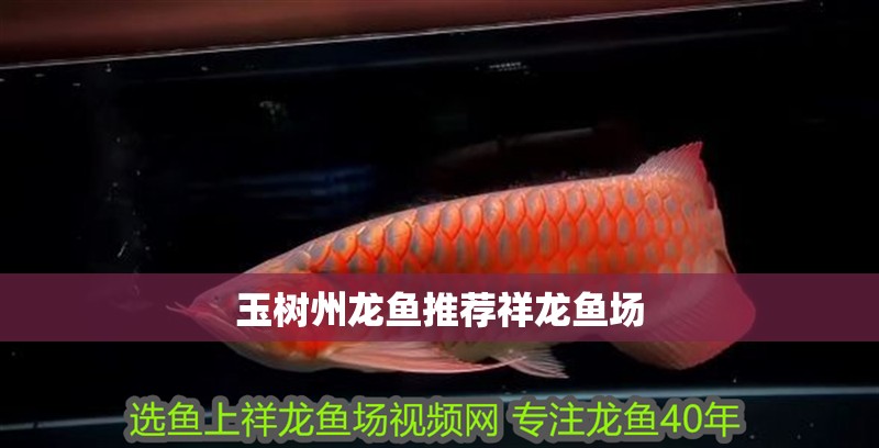 玉樹州龍魚推薦祥龍魚場
