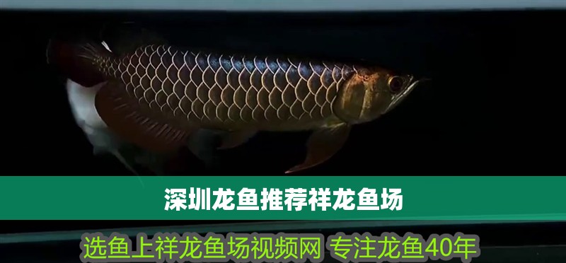 深圳龍魚推薦祥龍魚場(chǎng)