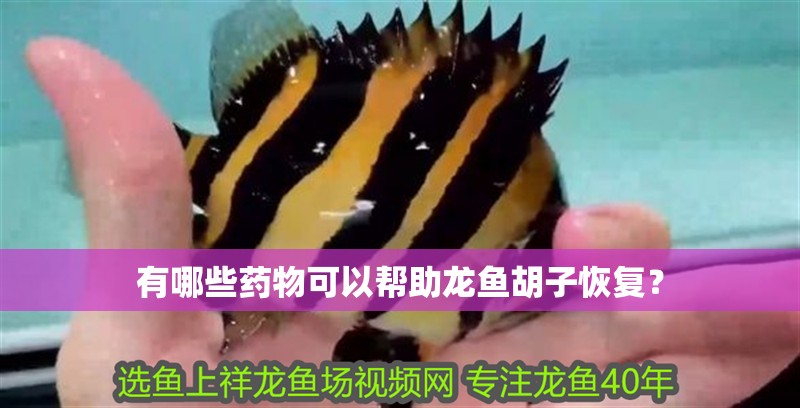 有哪些藥物可以幫助龍魚胡子恢復？