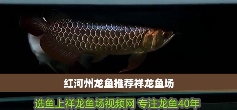 龍魚干蝦有營養嗎 紅河州龍魚推薦祥龍魚場 vs祥龍魚場 紅河州龍魚推薦祥龍魚場 紅河州龍魚推薦祥龍魚場 vs祥龍魚場