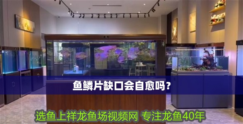 魚鱗片缺口會自愈嗎？